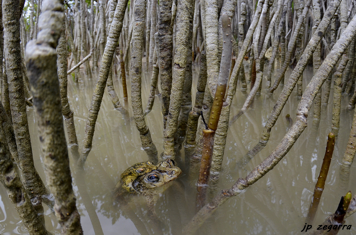 amplexus