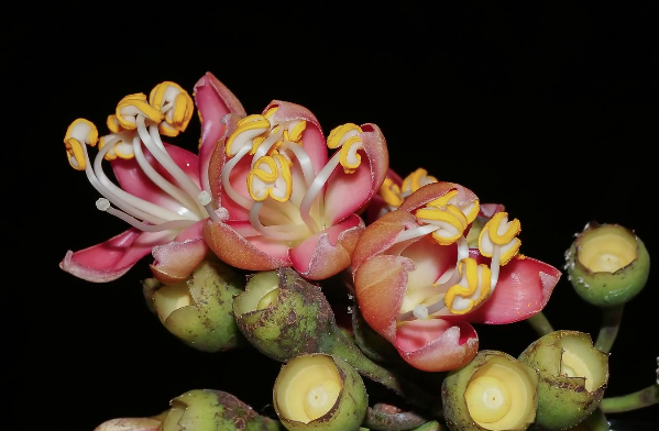 ceiba flower