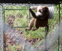 Dos ganaderas reinventan el tradicional mono de trabajo para adaptarla –  Monoa - Monos