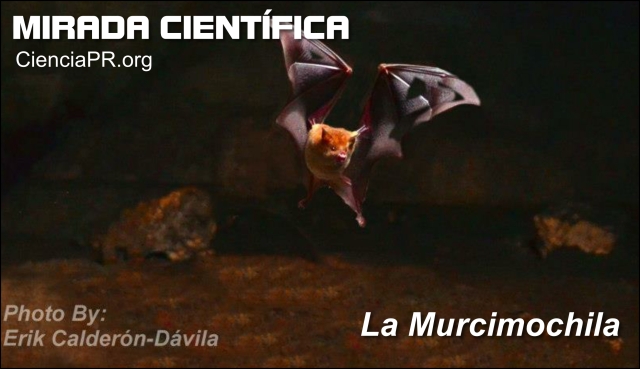 Mirada Cientifica Podcast - La Murcimochila