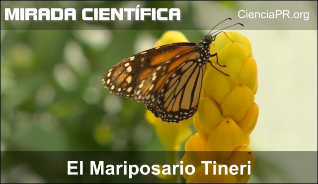 El Mariposario Tineri El Mariposario Tineri