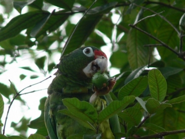 Puerto Rican parrot eating a fruit