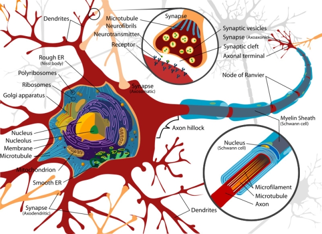 Neuron