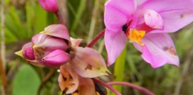 Asking not to replant invasive orchids in Puerto Rico | Ciencia Puerto Rico