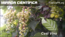 Mirada Cientifica Podcast - Casi Vino Mirada Cientifica Podcast - Casi Vino