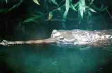 Gavial