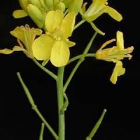 Imagen de Daniel Sorlino