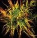 Imagen de Almaris N. Alonso, Ph.D.