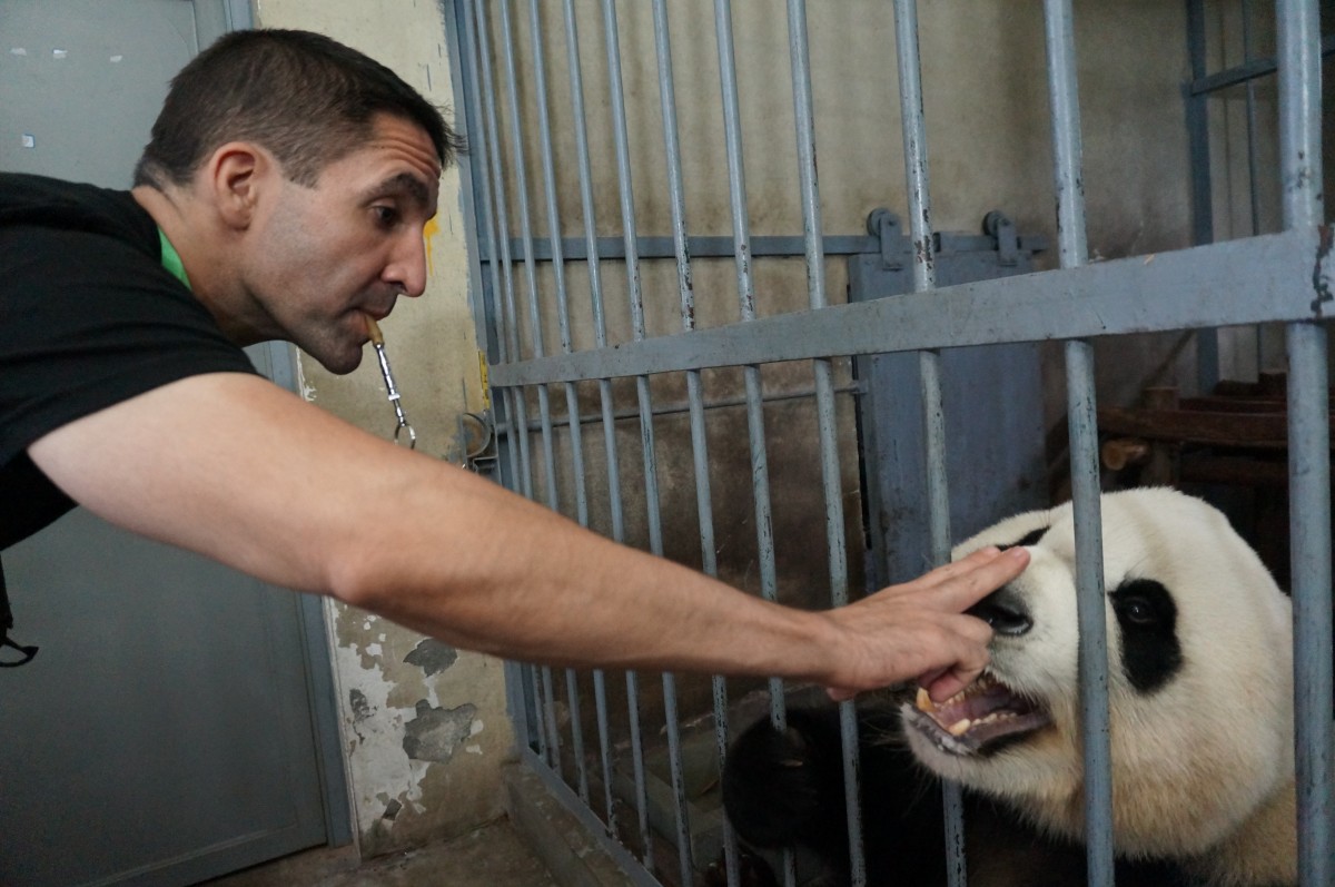 Ese oso panda no tiene hipo, está ligando: así traducen los científicos su  lenguaje